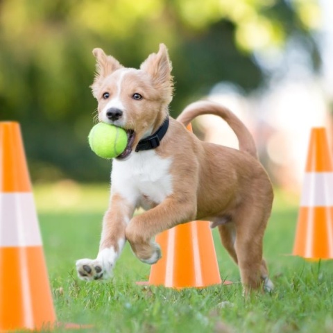 Pachołki treningowe 12 sztuk - pomarańczowe/białe - 31x18,5 cm - odblaskowe